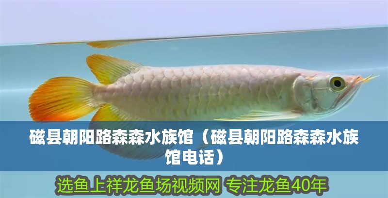 磁縣朝陽(yáng)路森森水族館（磁縣朝陽(yáng)路森森水族館電話）