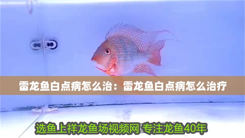 雷龍魚白點(diǎn)病怎么治：雷龍魚白點(diǎn)病怎么治療