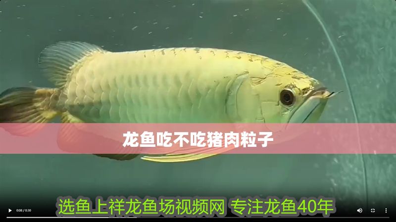 龍魚(yú)吃不吃豬肉粒子