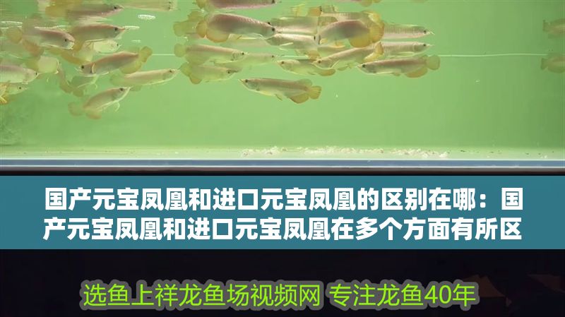 國(guó)產(chǎn)元寶鳳凰和進(jìn)口元寶鳳凰的區(qū)別在哪：國(guó)產(chǎn)元寶鳳凰和進(jìn)口元寶鳳凰在多個(gè)方面有所區(qū)別