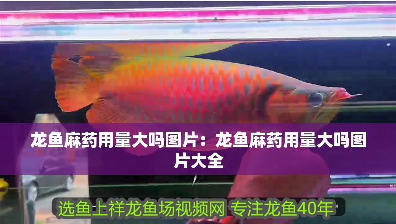 龍魚麻藥用量大嗎圖片：龍魚麻藥用量大嗎圖片大全