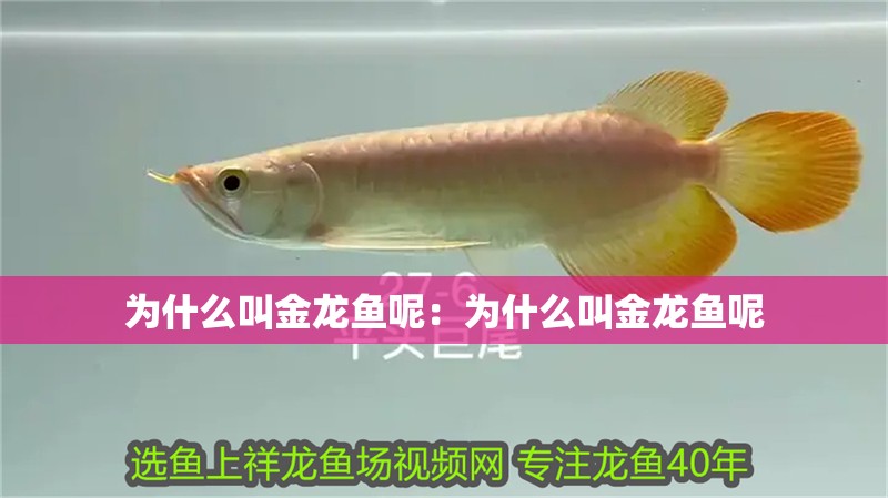 為什么叫金龍魚呢：為什么叫金龍魚呢
