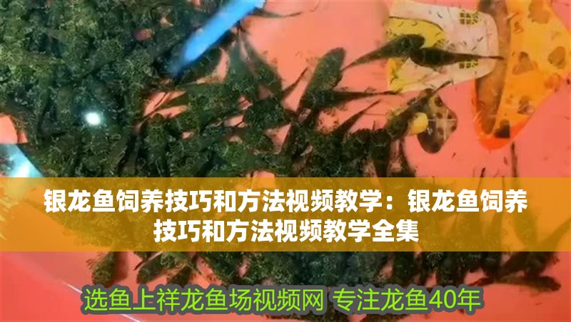 魚缸放水器怎么用(魚缸怎么用管子放水)