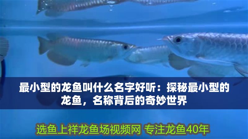 最小型的龍魚叫什么名字好聽：探秘最小型的龍魚，名稱背后的奇妙世界