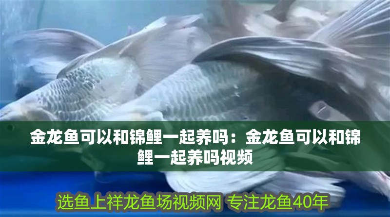 金龍魚可以和錦鯉一起養嗎：金龍魚可以和錦鯉一起養嗎視頻