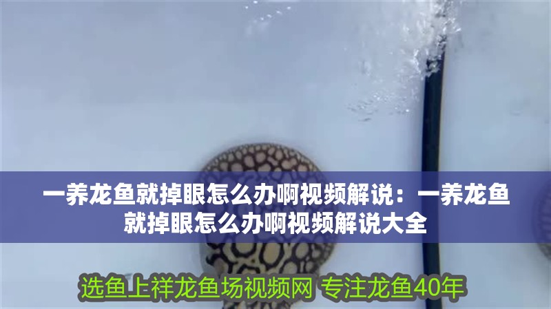 一養龍魚就掉眼怎么辦啊視頻解說：一養龍魚就掉眼怎么辦啊視頻解說大全
