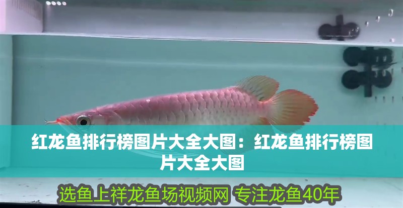 紅龍魚排行榜圖片大全大圖:紅龍魚排行榜圖片大全大圖 水族問答 紅龍魚排行榜圖片大全大圖:紅龍魚排行榜圖片大全大圖 紅龍魚排行榜圖片大全大圖:紅龍魚排行榜圖片大全大圖 水族問答