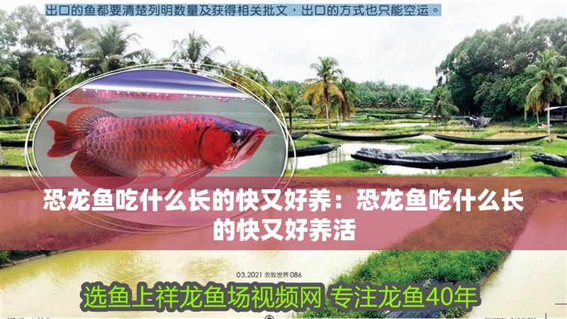 養虎魚需要注意什么細節:養虎魚需要注意什么細節,