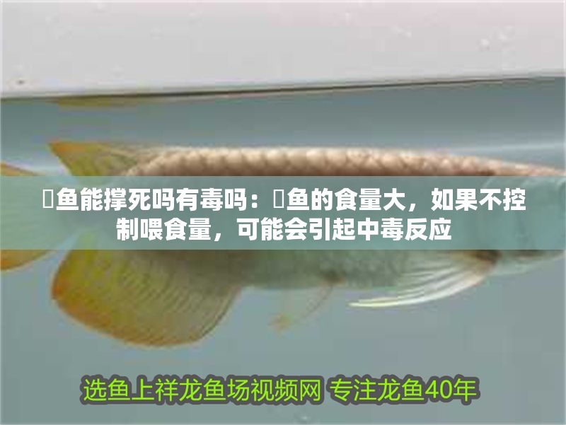 魟魚能撐死嗎有毒嗎：魟魚的食量大，如果不控制喂食量，可能會引起中毒反應