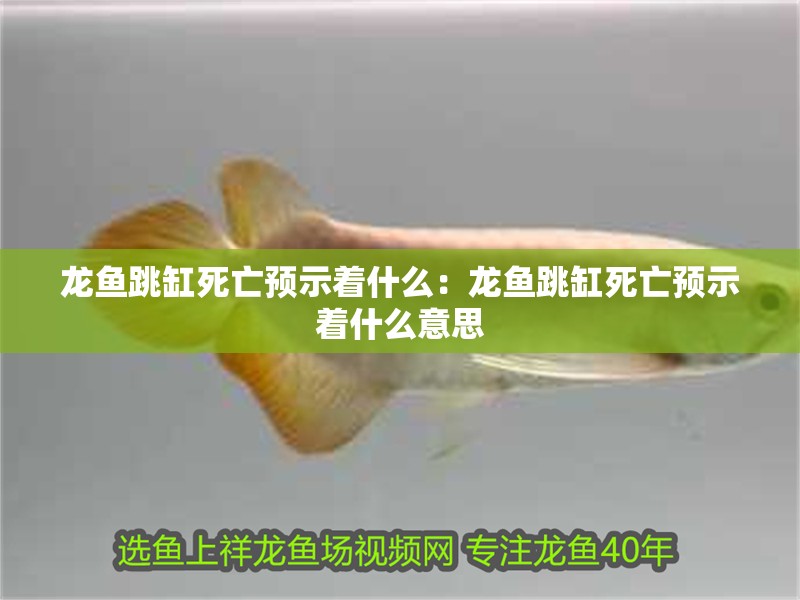 龍魚跳缸死亡預示著什么：龍魚跳缸死亡預示著什么意思