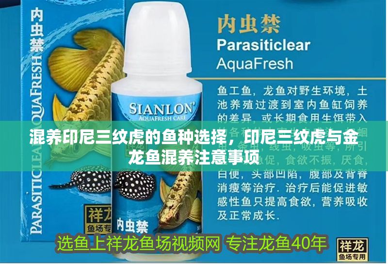 混養(yǎng)印尼三紋虎的魚種選擇，印尼三紋虎與金龍魚混養(yǎng)注意事項(xiàng)