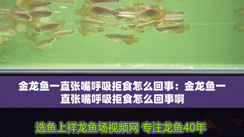 金龍魚一直張嘴呼吸拒食怎么回事：金龍魚一直張嘴呼吸拒食怎么回事啊