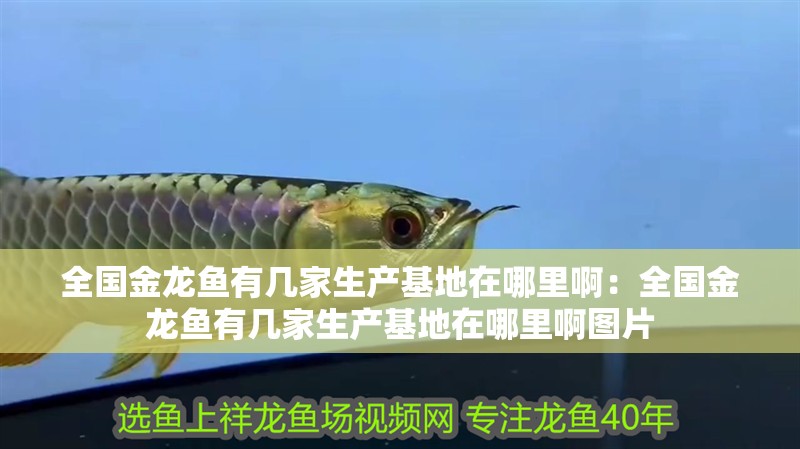 全國(guó)金龍魚有幾家生產(chǎn)基地在哪里啊：全國(guó)金龍魚有幾家生產(chǎn)基地在哪里啊圖片