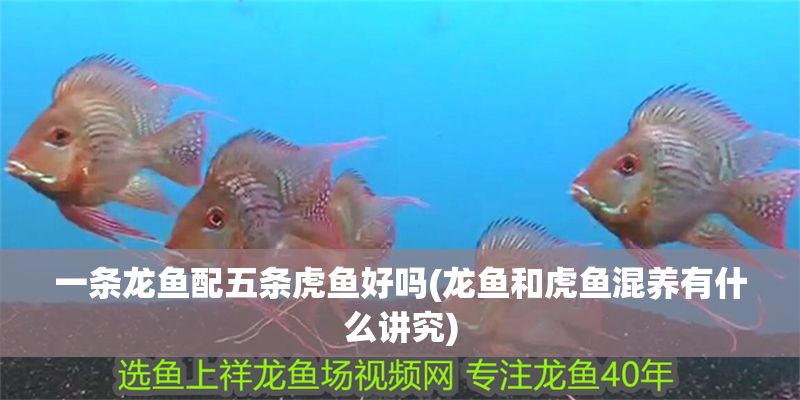 一條龍魚配五條虎魚好嗎(龍魚和虎魚混養(yǎng)有什么講究)
