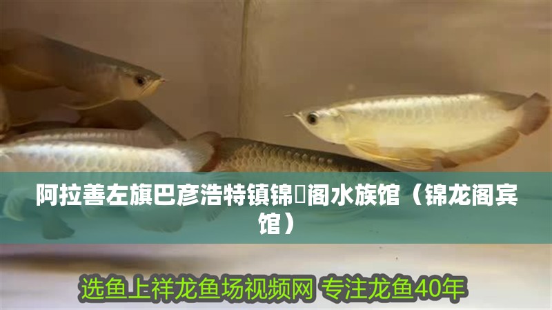 阿拉善左旗巴彥浩特鎮(zhèn)錦龍閣水族館（錦龍閣賓館）