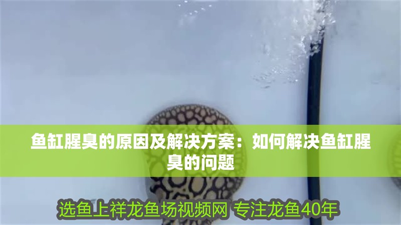 魚缸腥臭的原因及解決方案：如何解決魚缸腥臭的問題