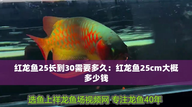 紅龍魚25長到30需要多久：紅龍魚25cm大概多少錢