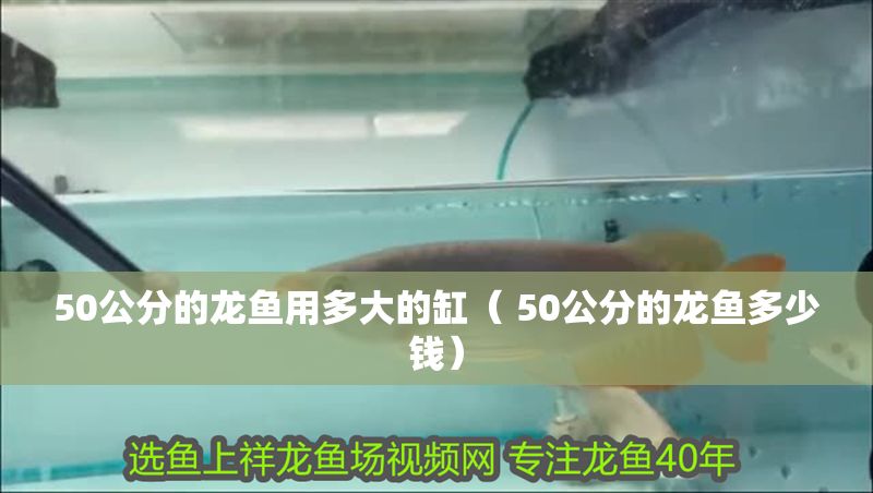 50公分的龍魚用多大的缸（ 50公分的龍魚多少錢）