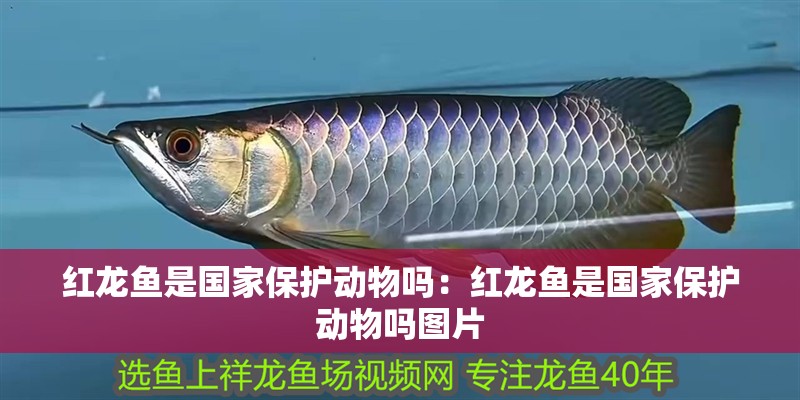 紅龍魚是國家保護動物嗎：紅龍魚是國家保護動物嗎圖片