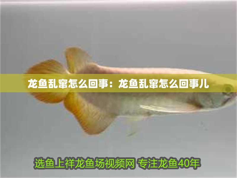 龍魚亂竄怎么回事：龍魚亂竄怎么回事兒