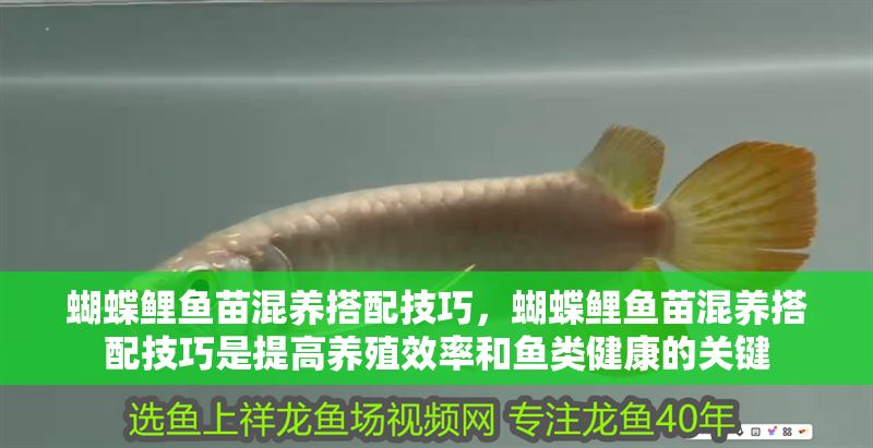 蝴蝶鯉魚苗混養搭配技巧，蝴蝶鯉魚苗混養搭配技巧是提高養殖效率和魚類健康的關鍵