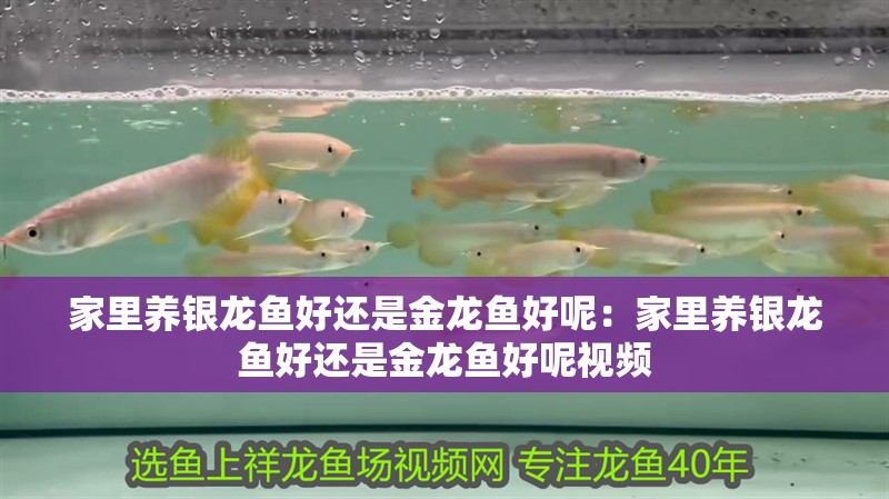 家里養(yǎng)銀龍魚好還是金龍魚好呢：家里養(yǎng)銀龍魚好還是金龍魚好呢視頻