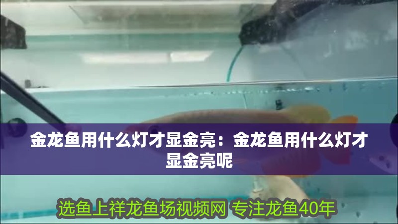 金龍魚用什么燈才顯金亮：金龍魚用什么燈才顯金亮呢