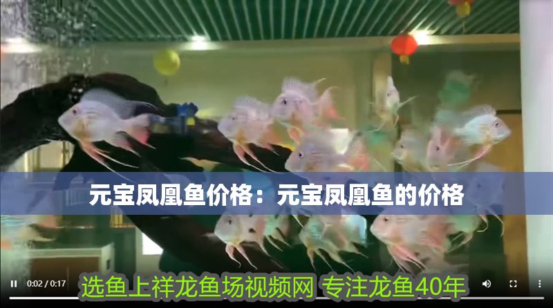 元寶鳳凰魚價格：元寶鳳凰魚的價格