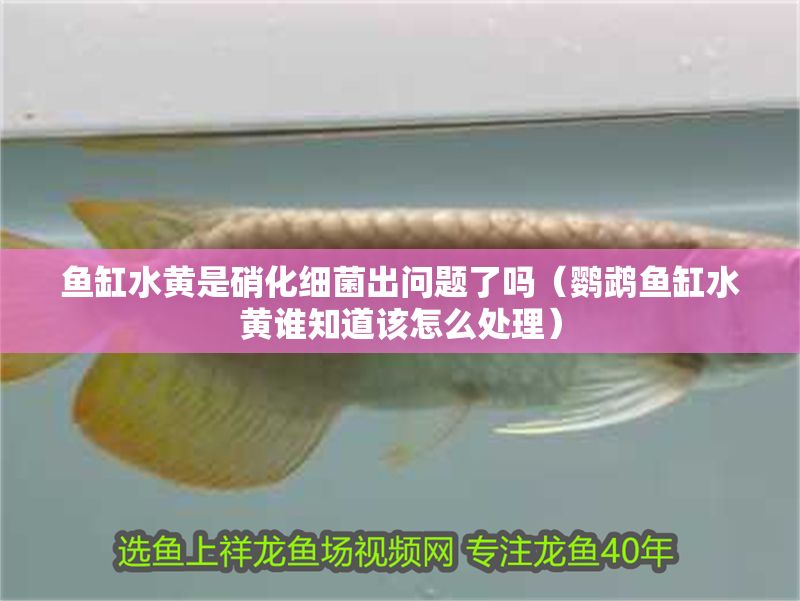魚缸水黃是硝化細菌出問題了嗎（鸚鵡魚缸水黃誰知道該怎么處理）