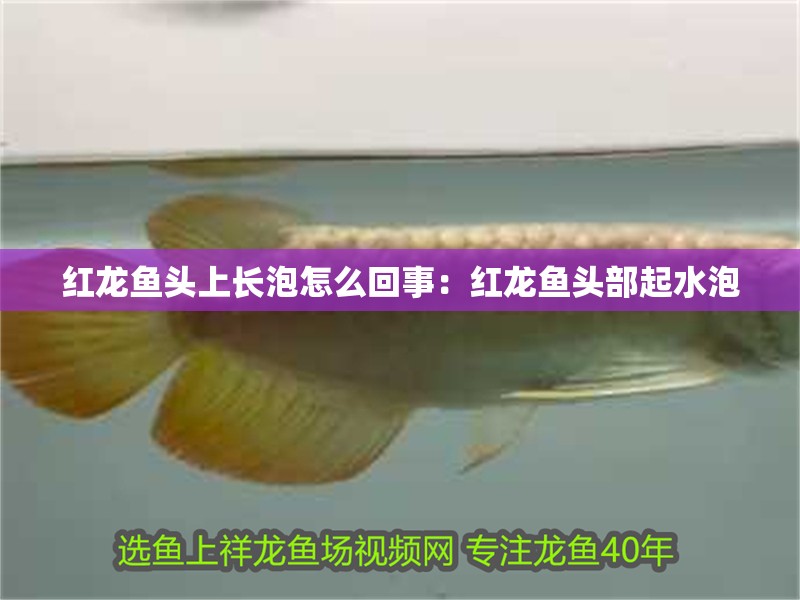 紅龍魚頭上長泡怎么回事：紅龍魚頭部起水泡 紅龍魚頭上長泡怎么回事：紅龍魚頭部起水泡 水族問答