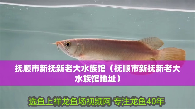 撫順市新撫新老大水族館（撫順市新撫新老大水族館地址）