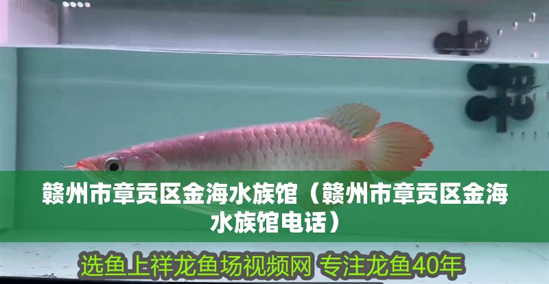 贛州市章貢區(qū)金海水族館（贛州市章貢區(qū)金海水族館電話）