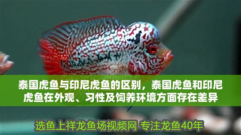 泰國虎魚與印尼虎魚的區(qū)別，泰國虎魚和印尼虎魚在外觀、習(xí)性及飼養(yǎng)環(huán)境方面存在差異