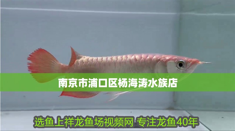 南京市浦口區楊海濤水族店