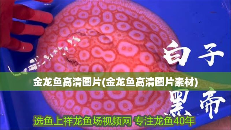 金龍魚高清圖片(金龍魚高清圖片素材)