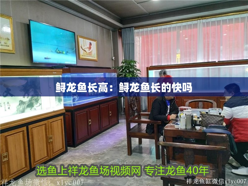 鱘龍魚長高：鱘龍魚長的快嗎