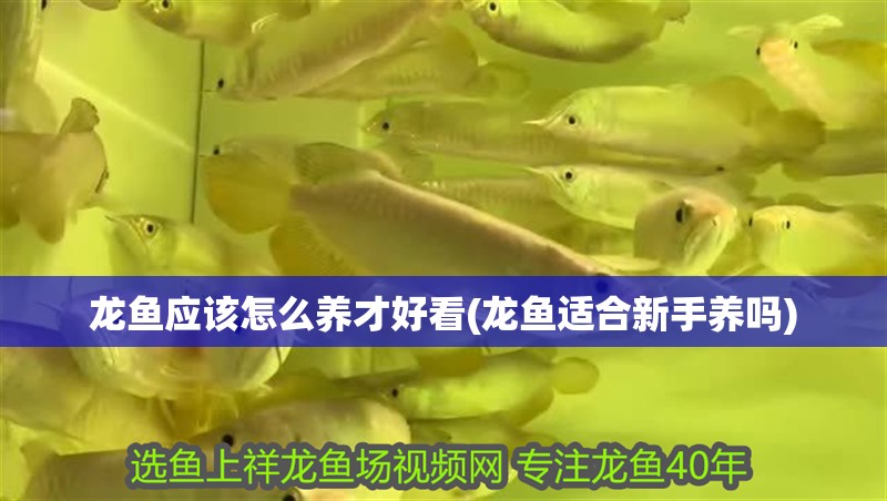 龍魚應該怎么養才好看(龍魚適合新手養嗎)