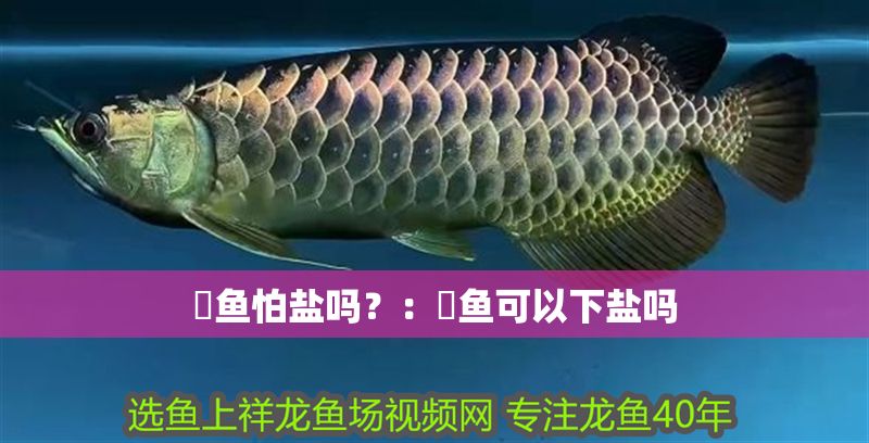 魟魚怕鹽嗎？：魟魚可以下鹽嗎