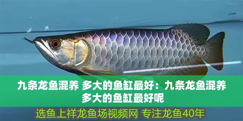 九條龍魚(yú)混養(yǎng) 多大的魚(yú)缸最好：九條龍魚(yú)混養(yǎng) 多大的魚(yú)缸最好呢