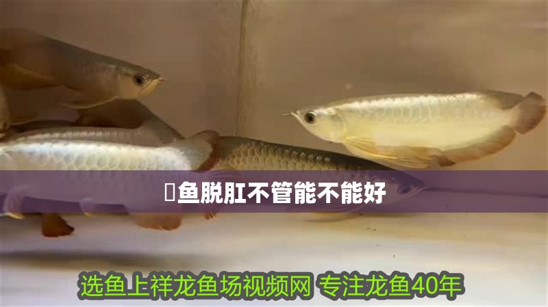 魟魚脫肛不管能不能好