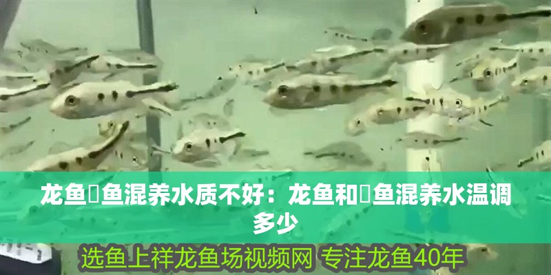 龍魚魟魚混養水質不好：龍魚和魟魚混養水溫調多少