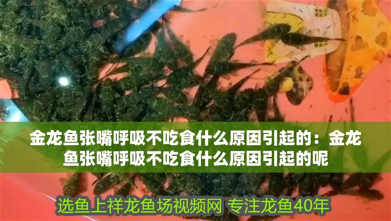 金龍魚張嘴呼吸不吃食什么原因引起的：金龍魚張嘴呼吸不吃食什么原因引起的呢