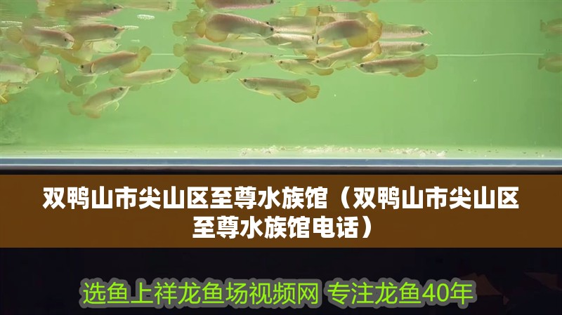 雙鴨山市尖山區(qū)至尊水族館（雙鴨山市尖山區(qū)至尊水族館電話）