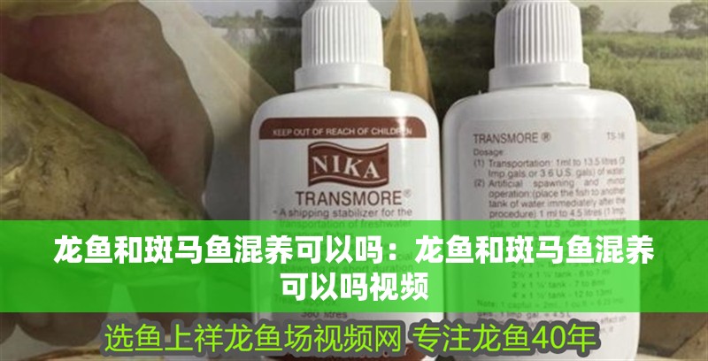 龍魚和斑馬魚混養可以嗎：龍魚和斑馬魚混養可以嗎視頻