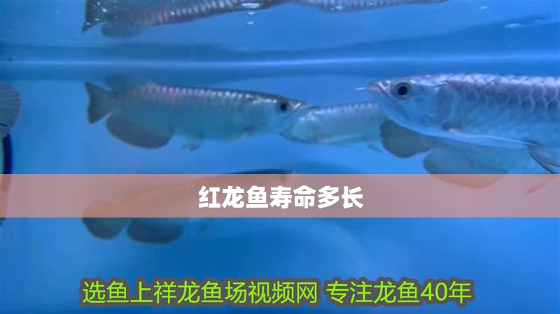 紅龍魚壽命多長