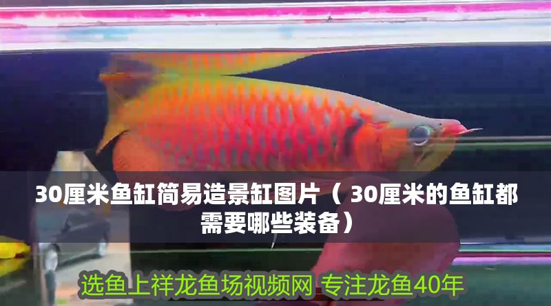 30厘米魚缸簡易造景缸圖片（ 30厘米的魚缸都需要哪些裝備）