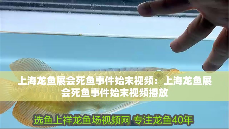 上海龍魚展會死魚事件始末視頻：上海龍魚展會死魚事件始末視頻播放