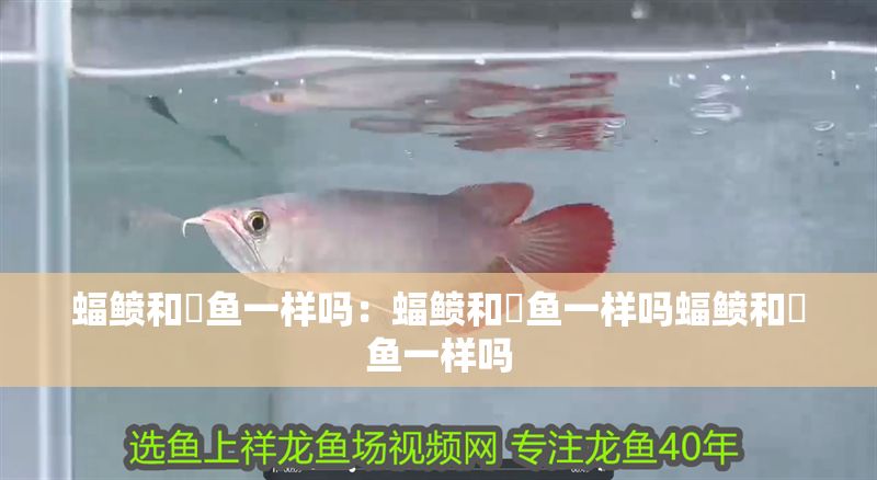 蝠鲼和魟魚一樣嗎：蝠鲼和魟魚一樣嗎蝠鲼和魟魚一樣嗎