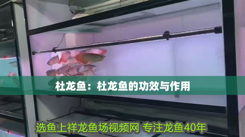 杜龍魚：杜龍魚的功效與作用