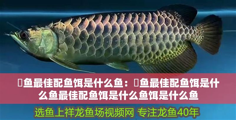 魟魚最佳配魚餌是什么魚：魟魚最佳配魚餌是什么魚最佳配魚餌是什么魚餌是什么魚